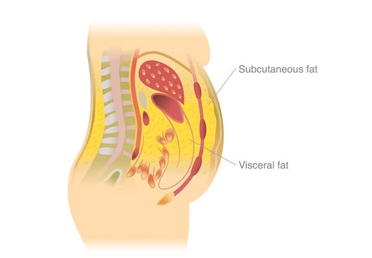 Why is Belly FAT is so stubborn?